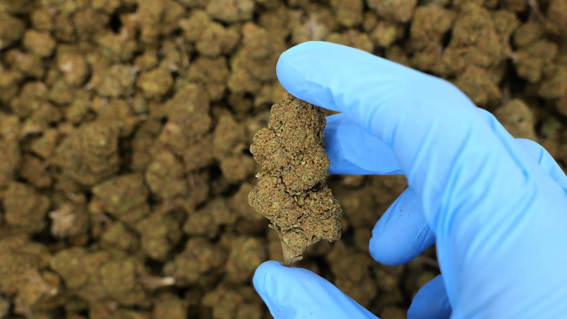Super Skunk