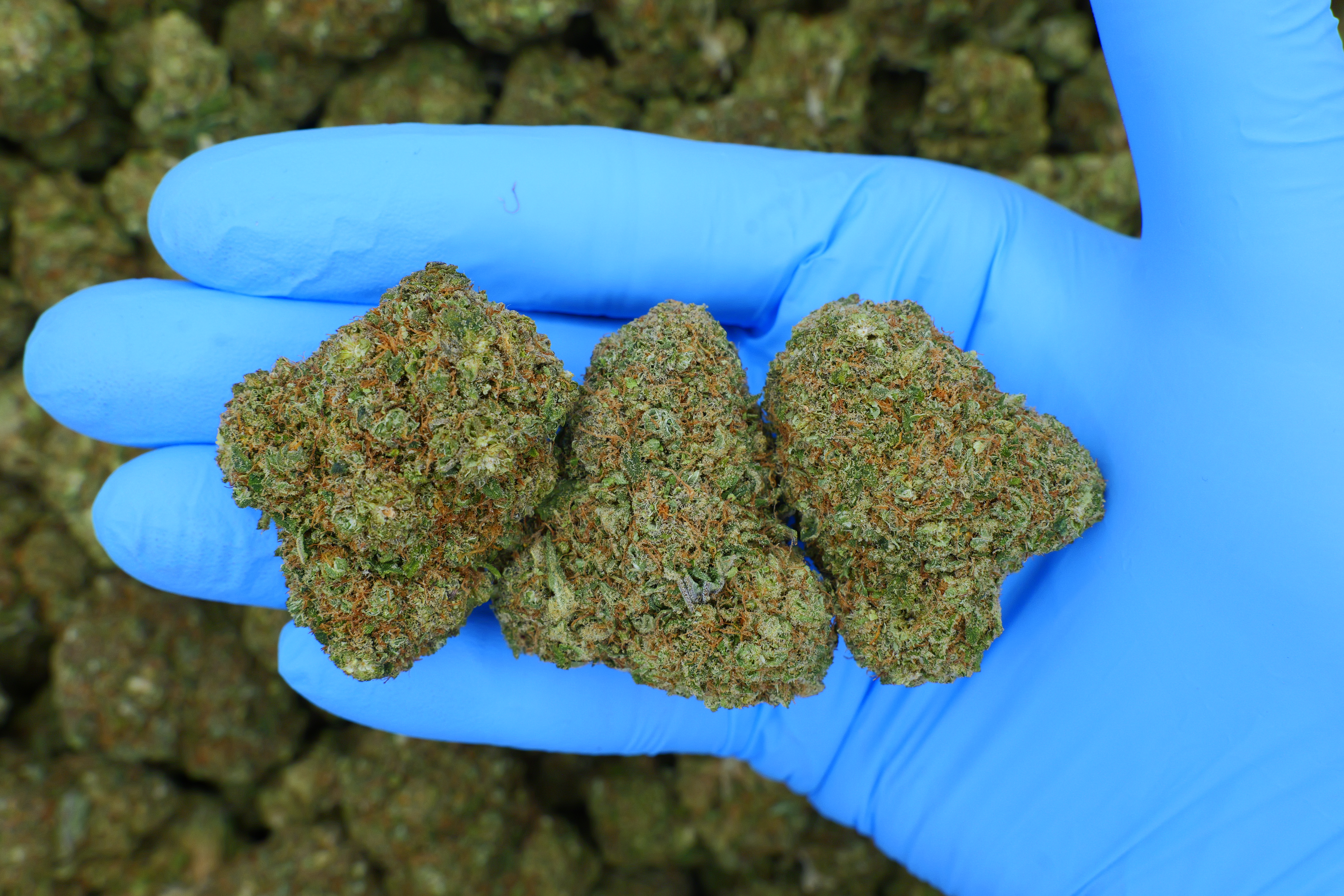 Sour Diesel / Batch #3