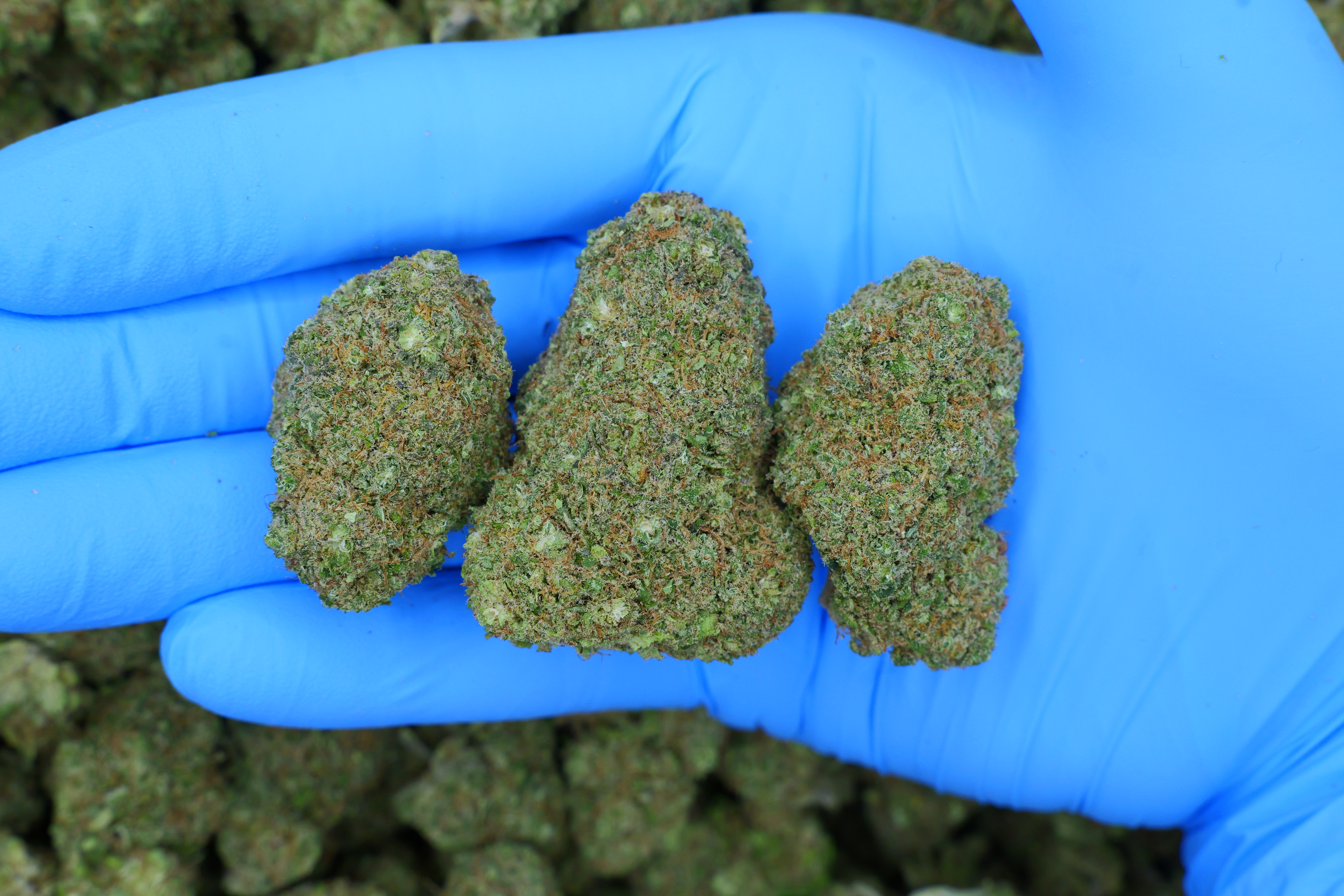Sour Diesel / Batch #5