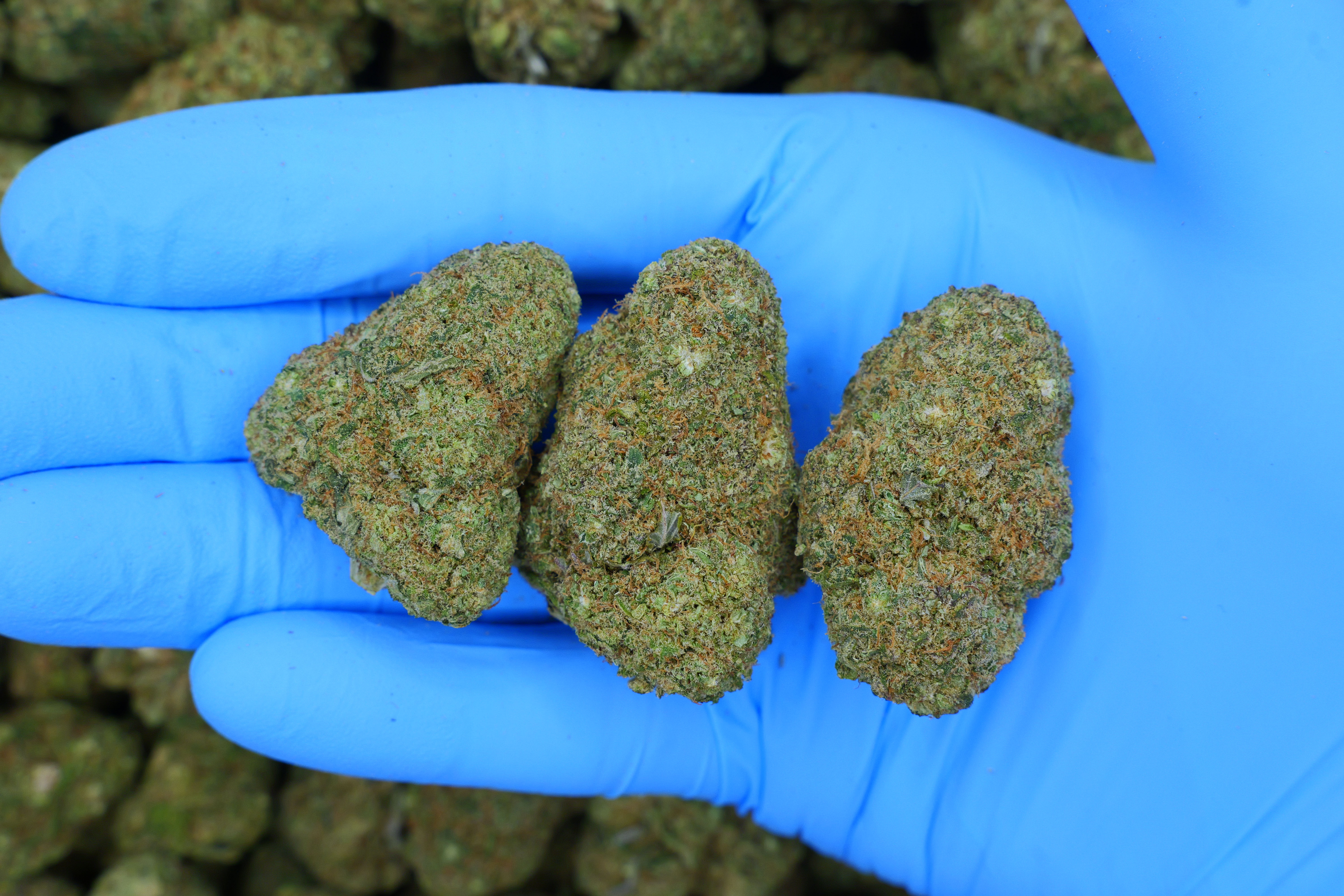 Sour Diesel / Batch #6