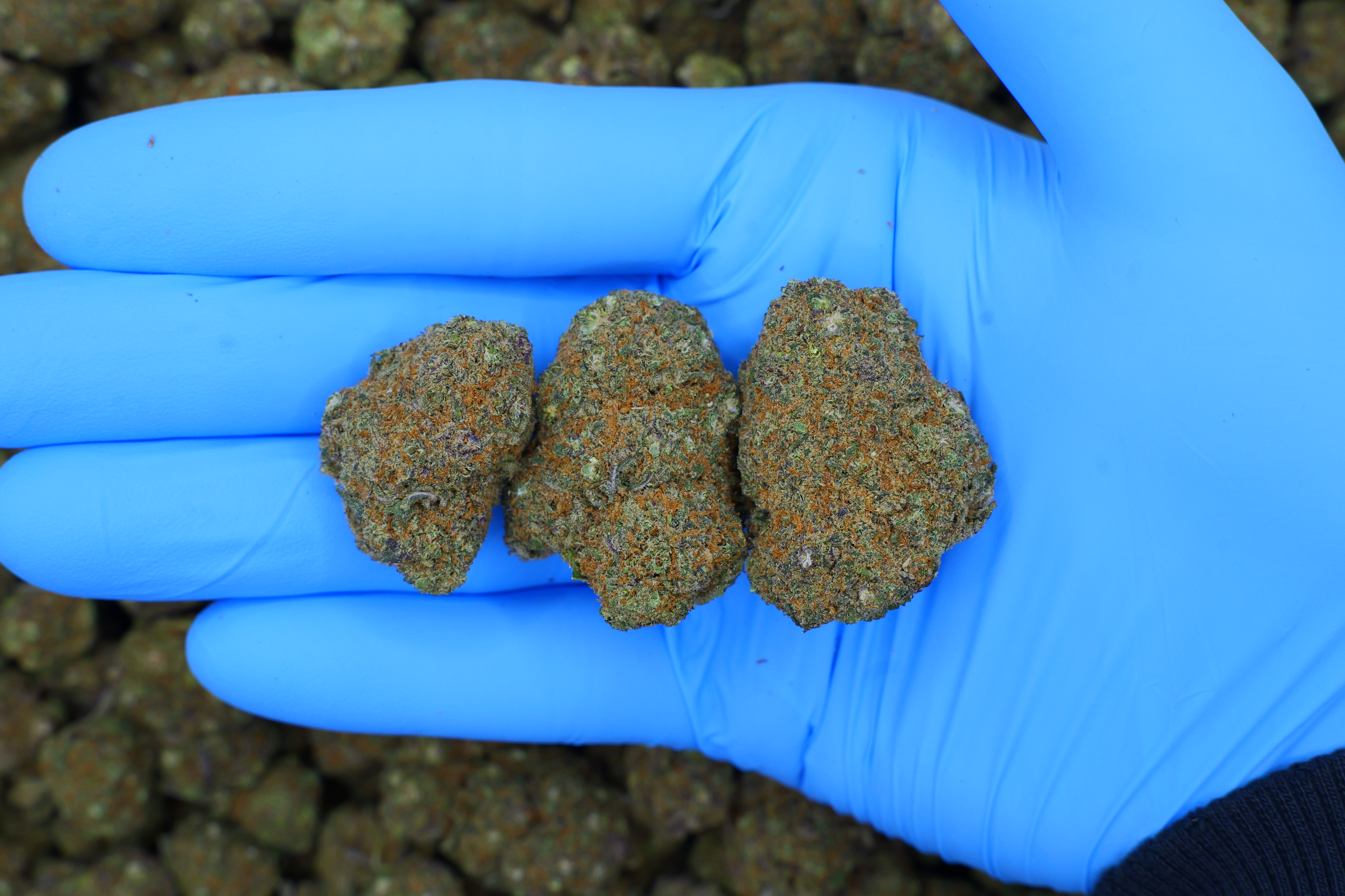 Zkittlez