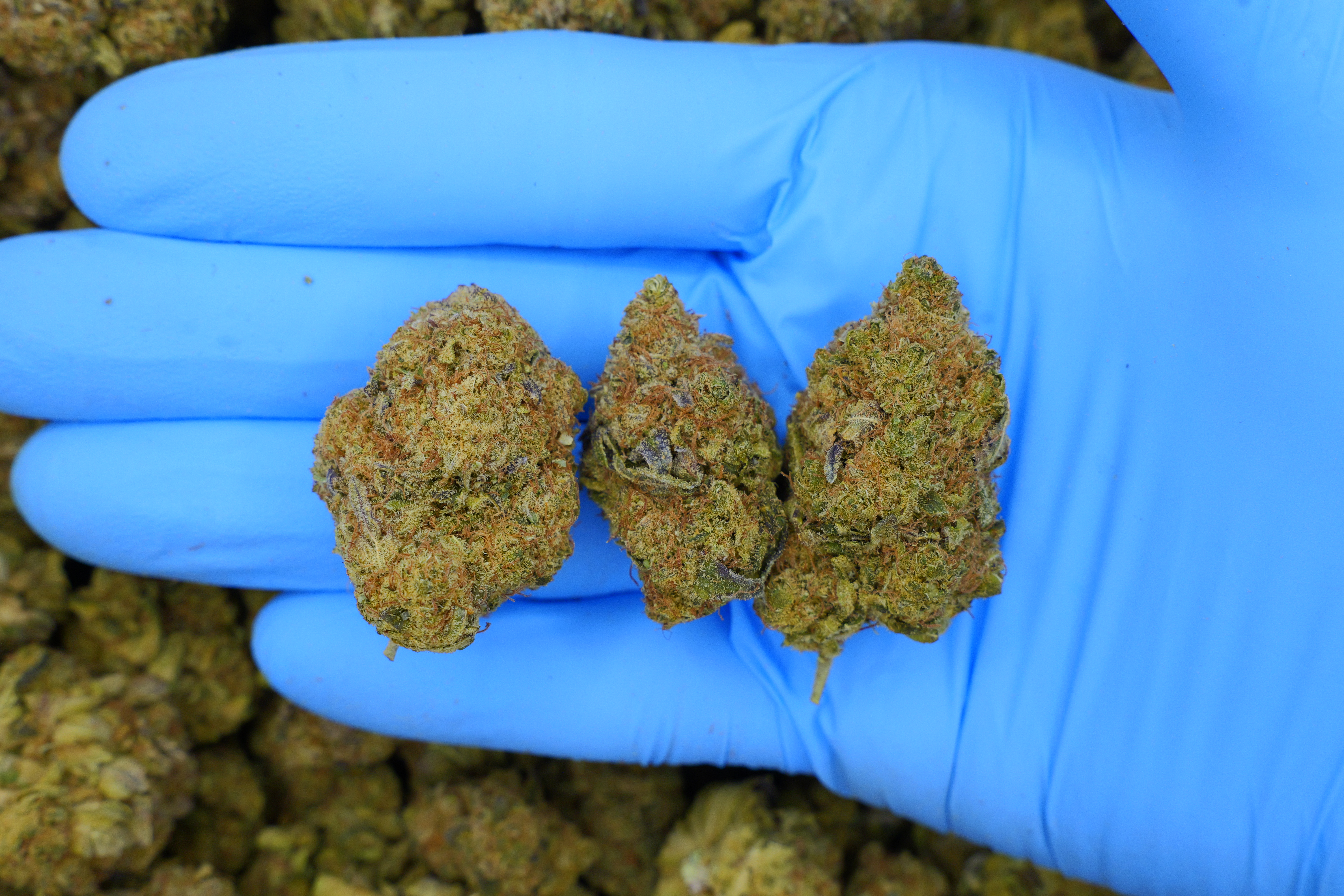 Blue Sherbet