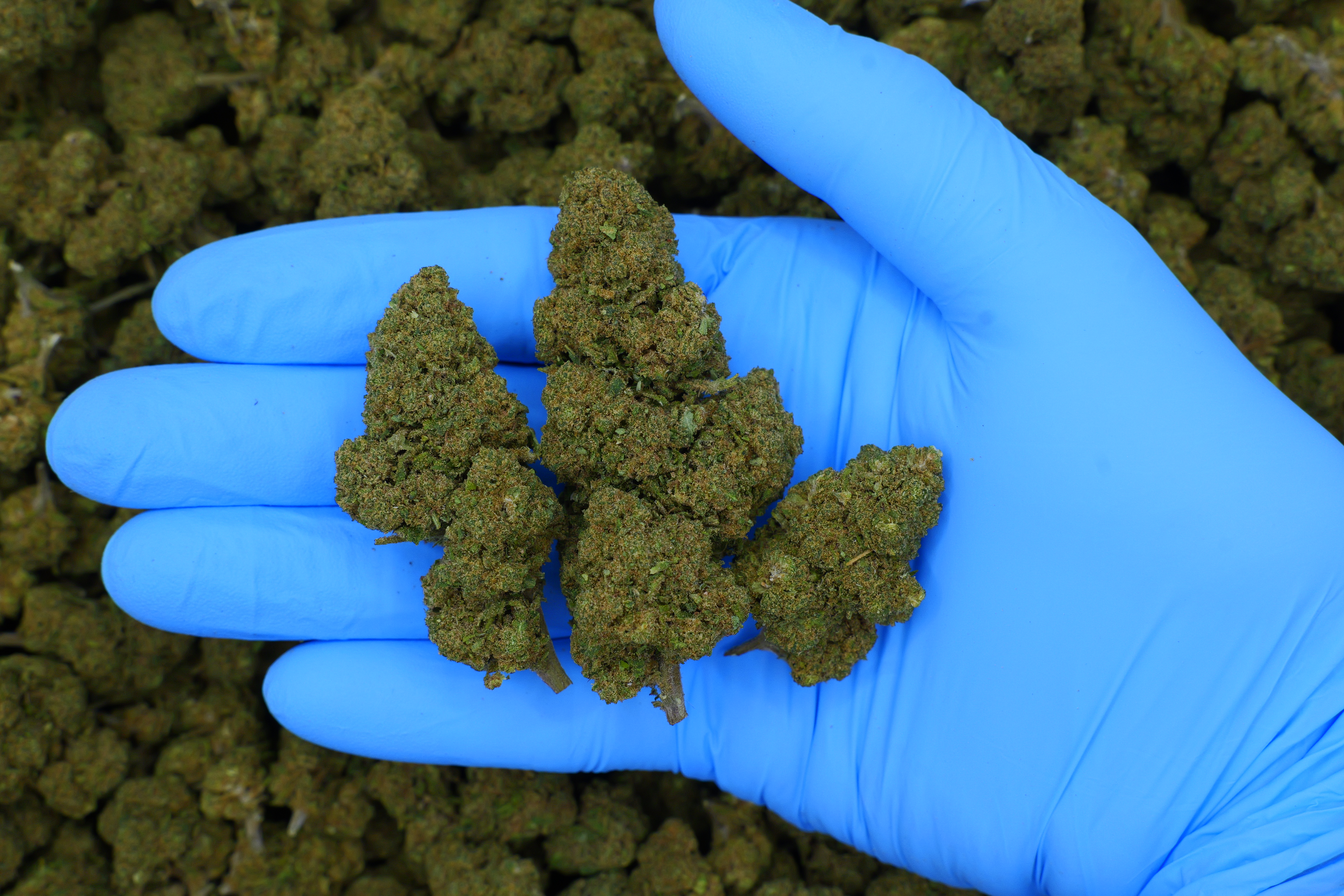 Og Kush